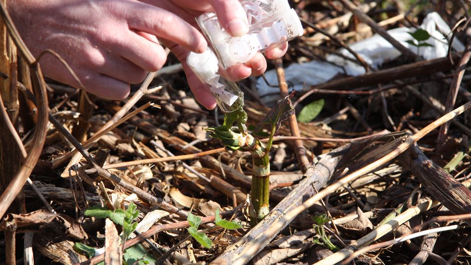 Psyllid release April 2010